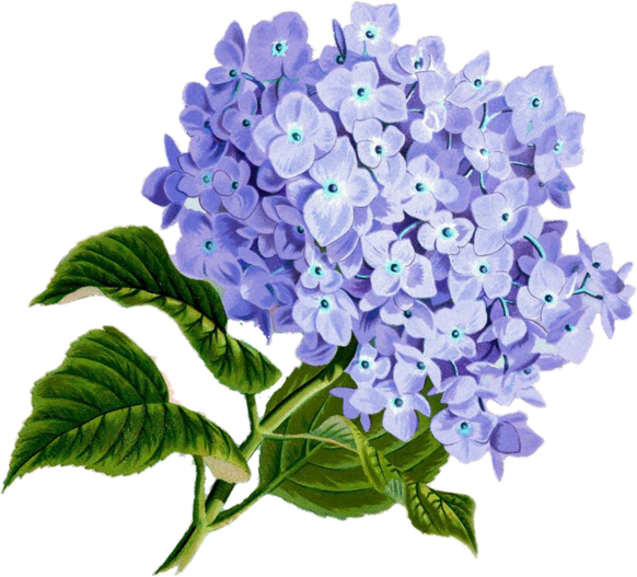 Purple Flowers Illustration