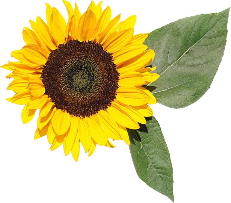 Sunflower and Leaves Cutout